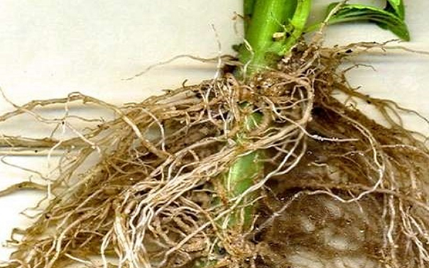Roots zone