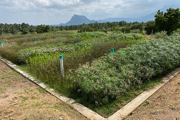 Food processing factory, Jain irrigation, Tamil Nadu